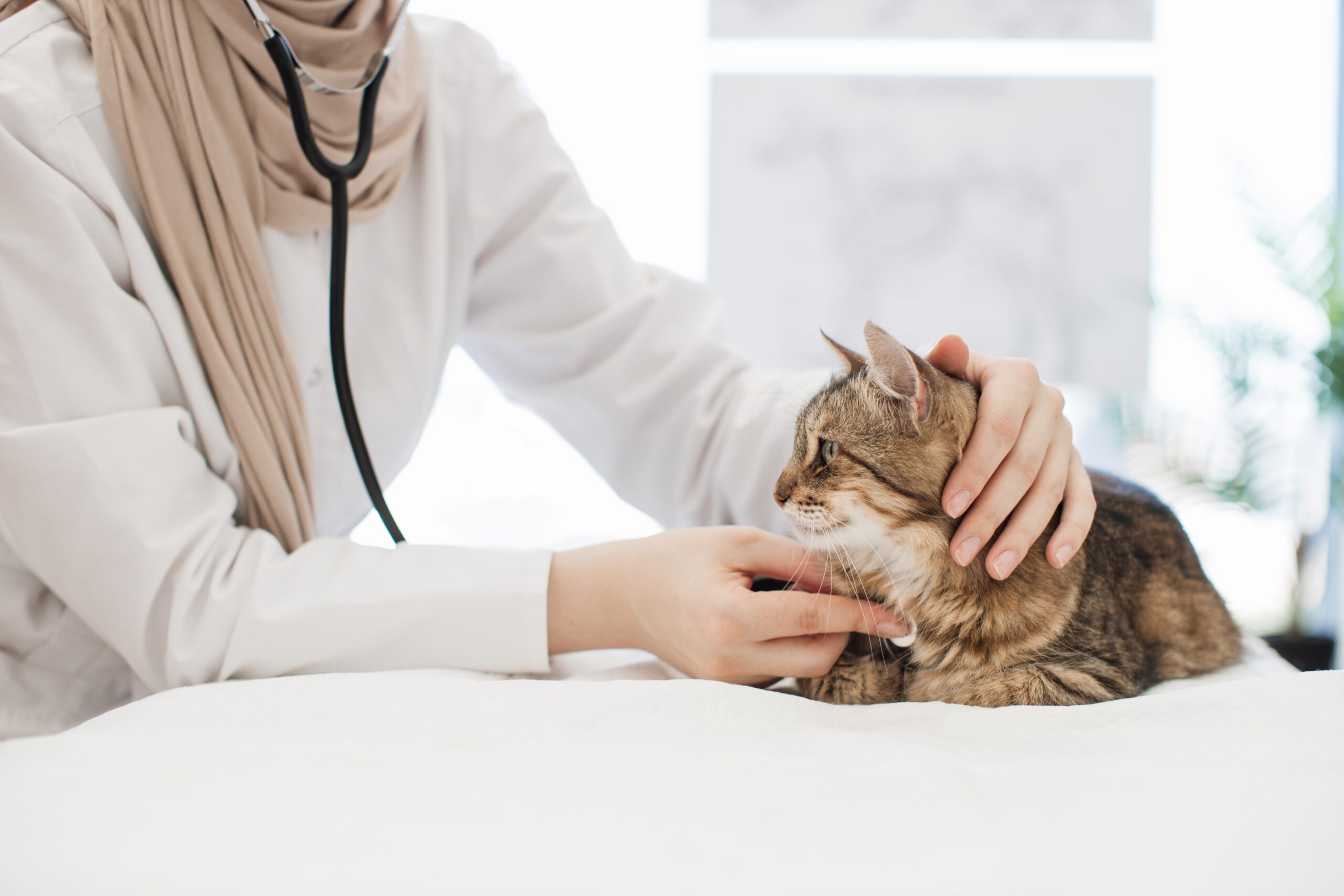 Fear-Free Tierärztin Dr. Esther Hindricks untersucht einen Hund stressfrei