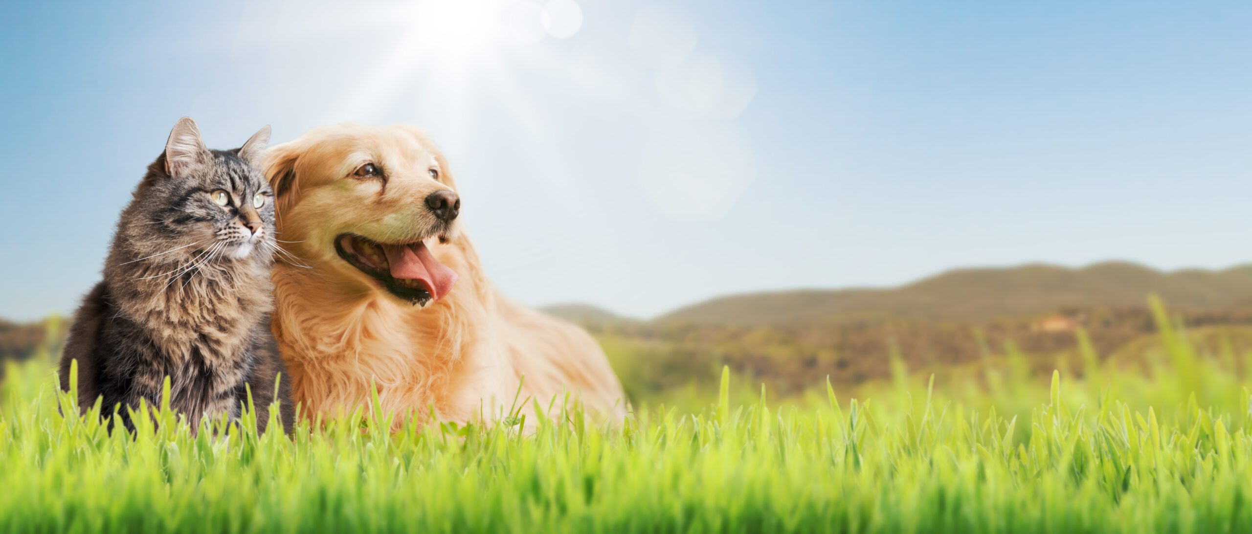 Hausbesuch im Rheingau – Hund und Katze entspannt auf einer Wiese