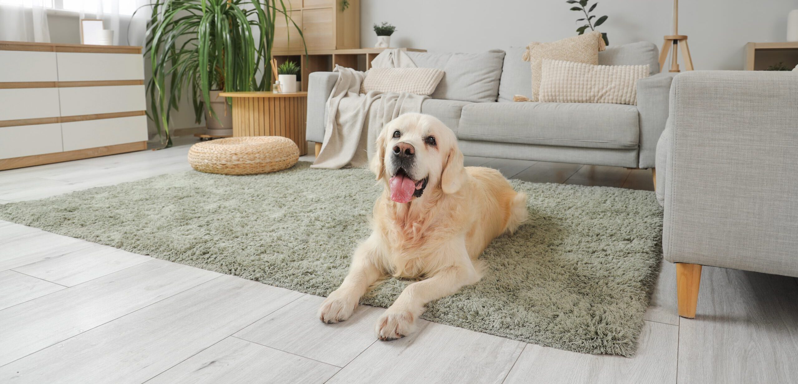 Entspannter Hund zu Hause – tierärztliche Verhaltensberatung Dr. Hindricks