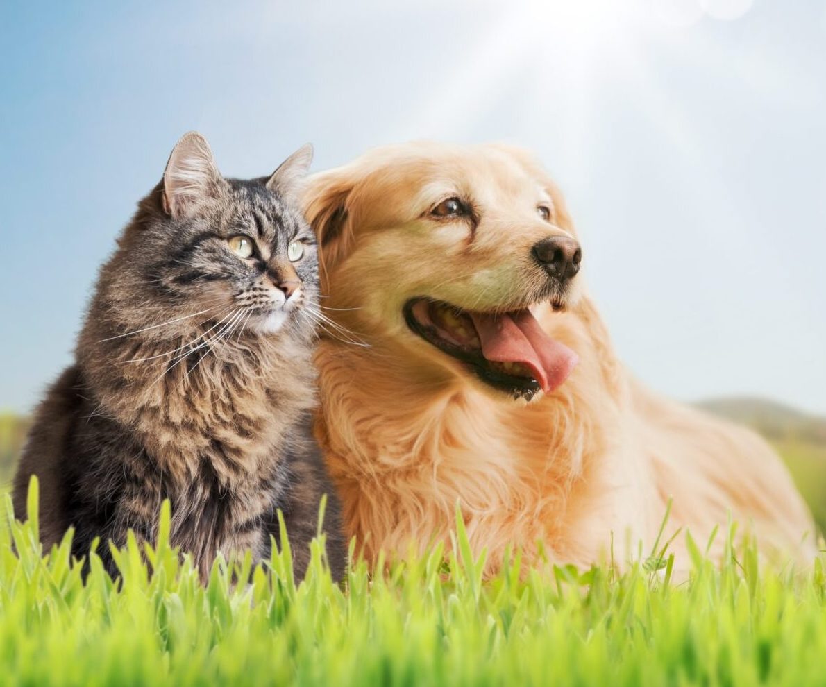Tierärztliche Verhaltensberatung für Hund und Katze im Rheingau – entspannt auf einer Wiese