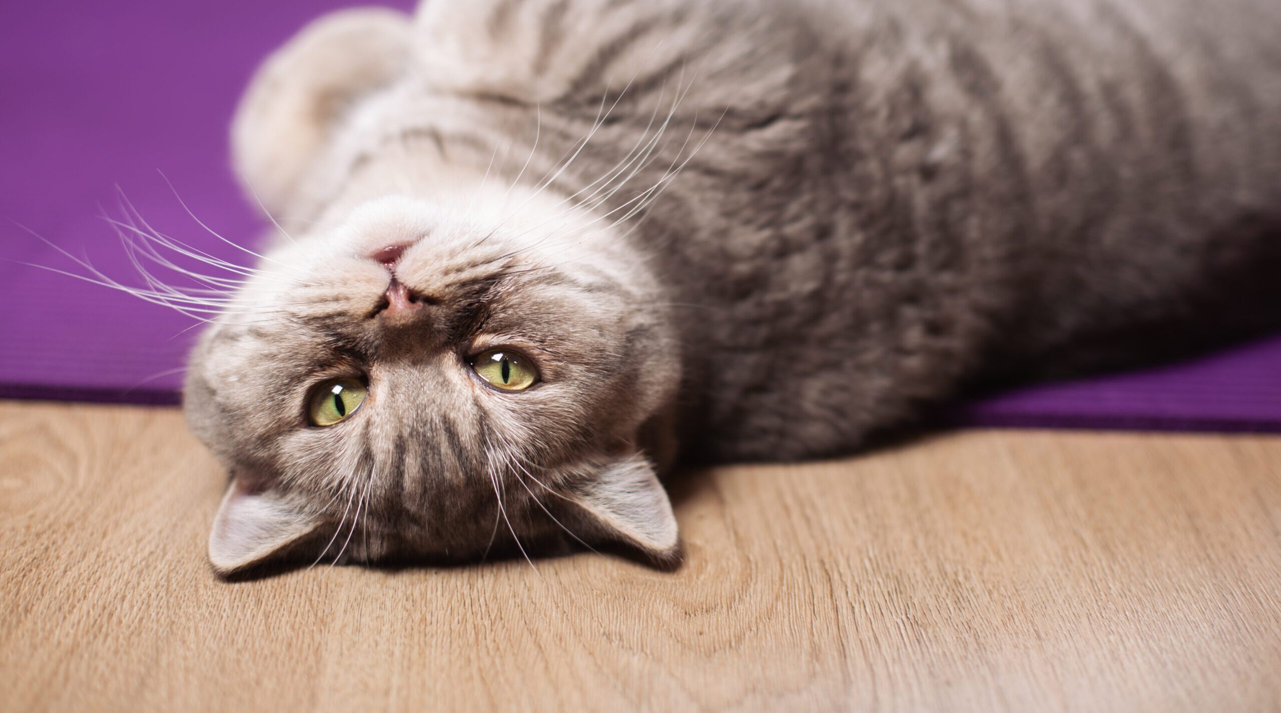 Video-Sprechstunde für Katzen – entspannte Katze zu Hause bei Dr. Hindricks