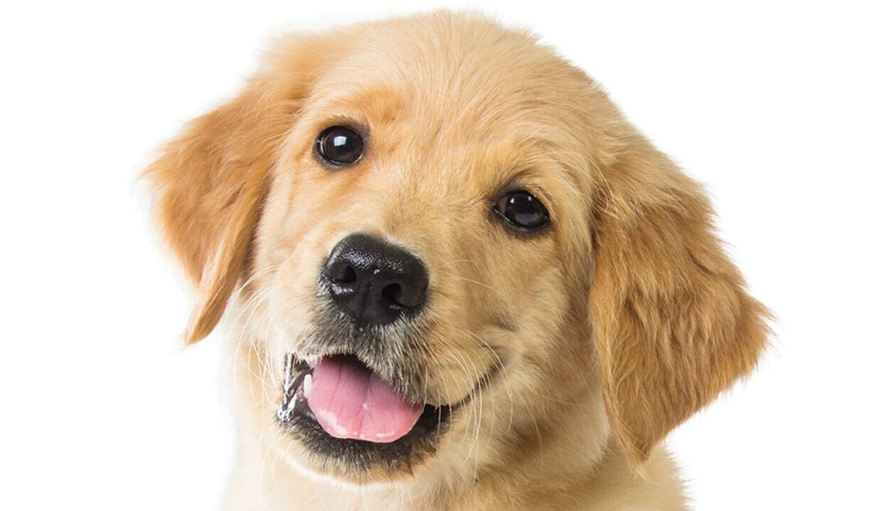 Welpensprechstunde bei Dr. Hindricks – junger Golden Retriever Welpe